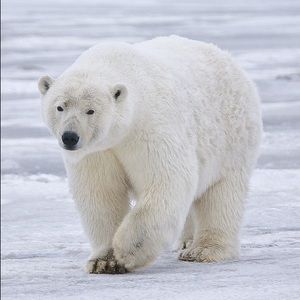 Meet your Posher, Polarbear